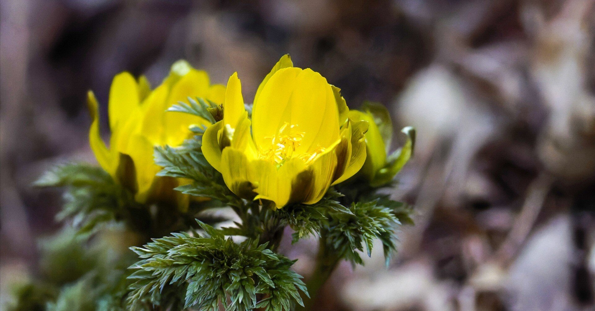 春の山野草｜Miya