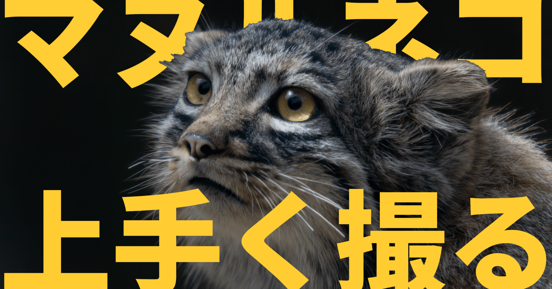 じゃれねこ『8月16 ブルー×グラデーション』 じゃれねこ『8月☆16 ブルー×