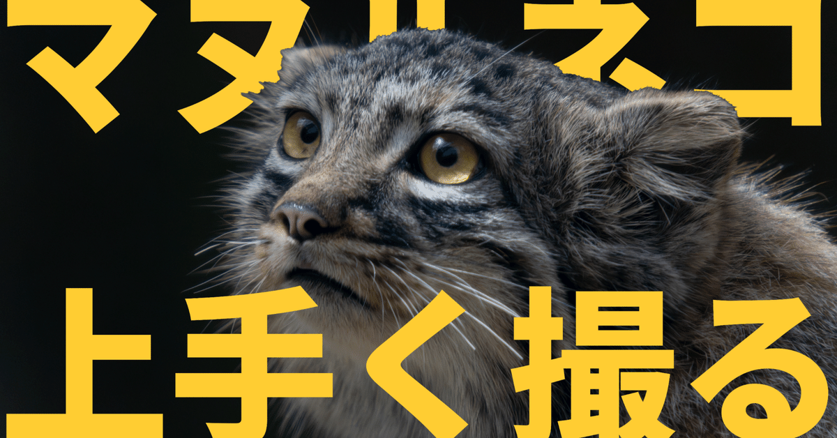 おまとめ中ジャンピング猫パープル系