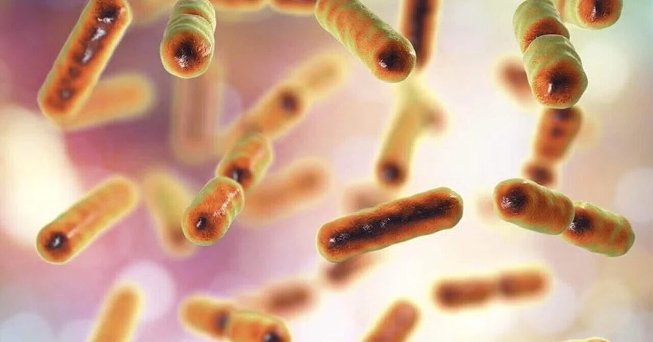砂糖が健康的で痩せた人々に関連する腸内微生物を標的にする