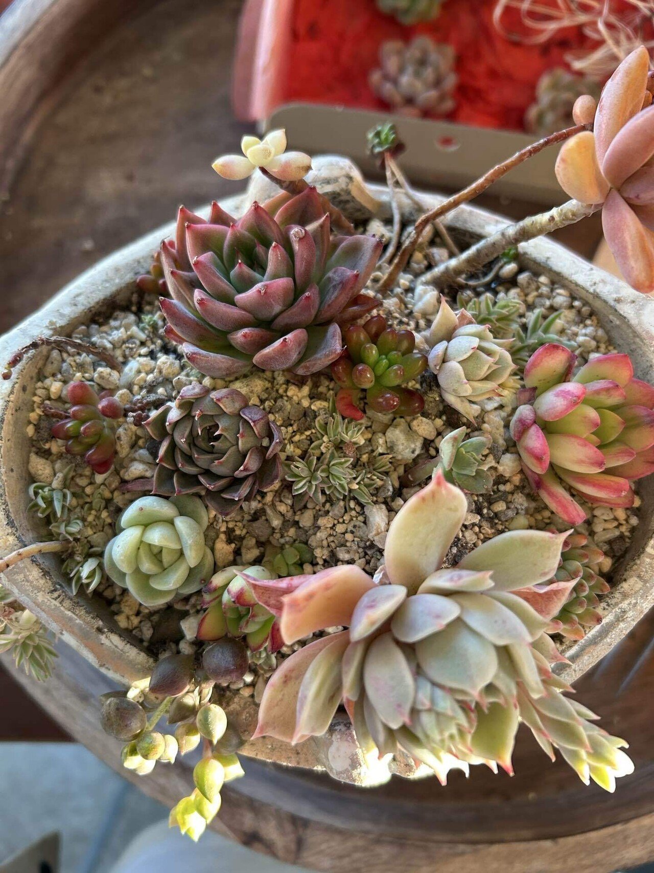 No.461 ❁ブルーミニマ❁ カット苗 多肉植物 寄せ植え No.461 ❁ブルーミニマ❁ カット苗 多肉植物 寄せ植え