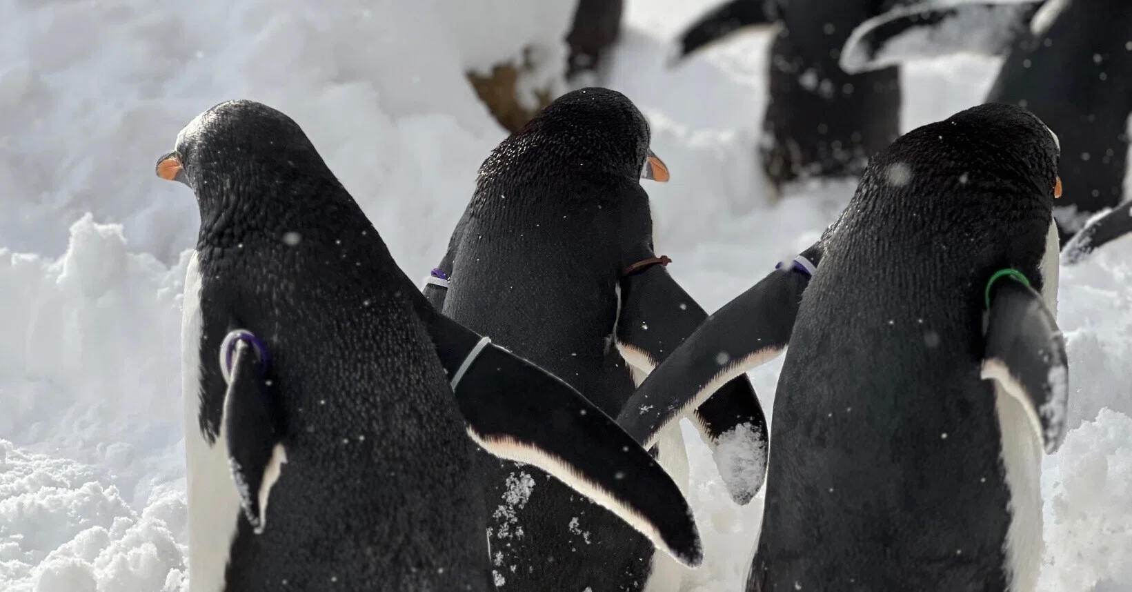 2シーズン目突入！🐧ジェンツーラン🐧｜那須どうぶつ王国公式note