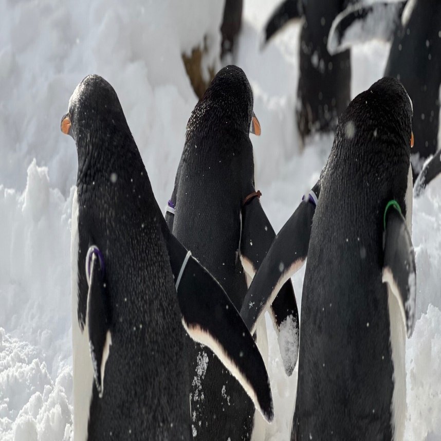 2シーズン目突入！🐧ジェンツーラン🐧｜那須どうぶつ王国公式note