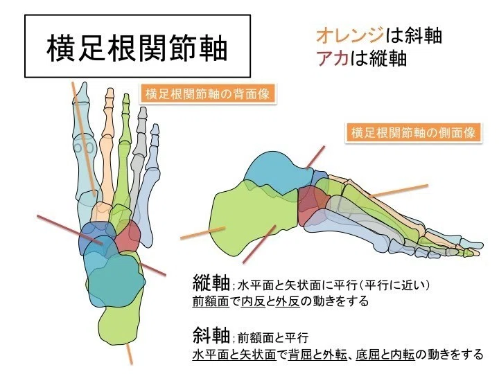 理学療法士向け】回内足と回外足について｜佐川修平