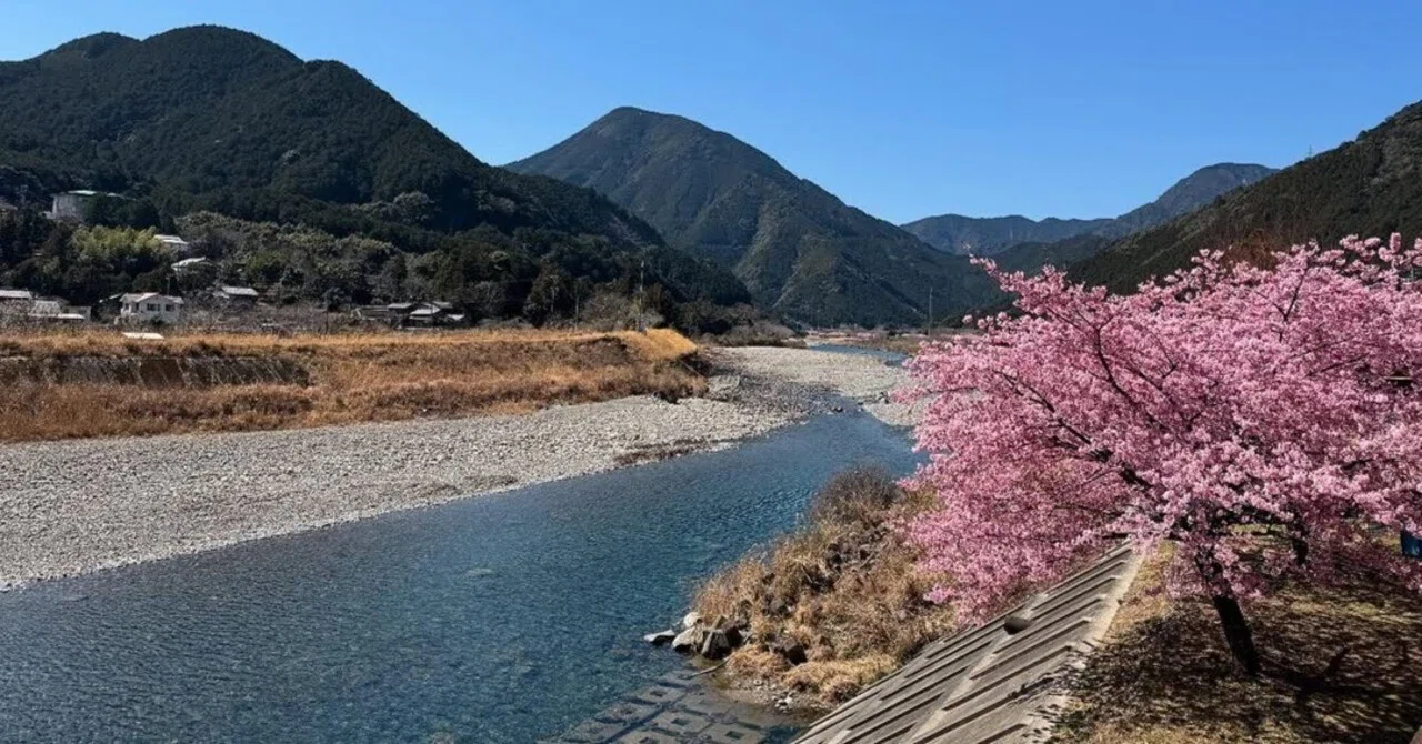 初春の｢“種まき権兵衛の里”周辺の河津桜 2025〜その3〜」（三重県