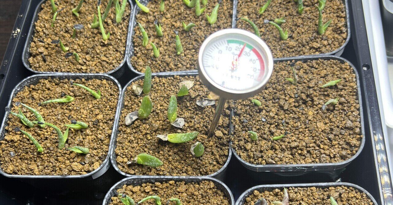 アガベ沼に落ちた話16「実生一ヵ月目」｜mare_agave