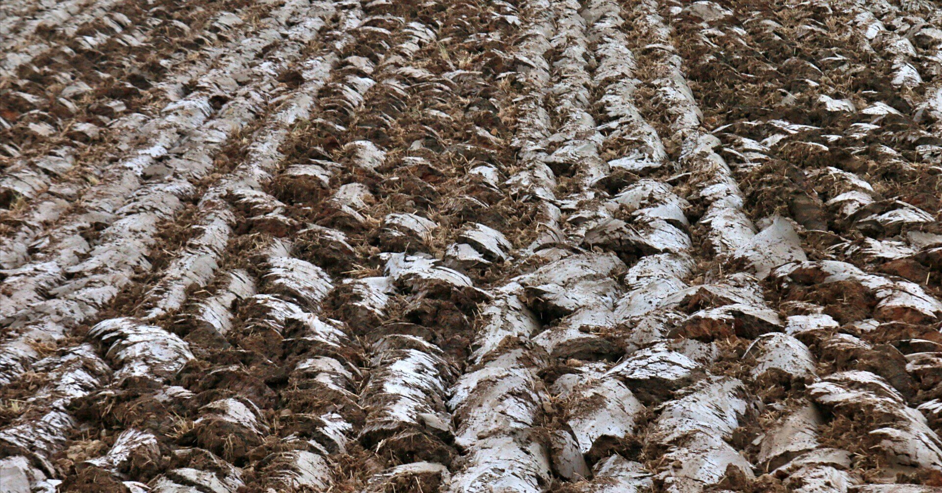 無施肥についての考察