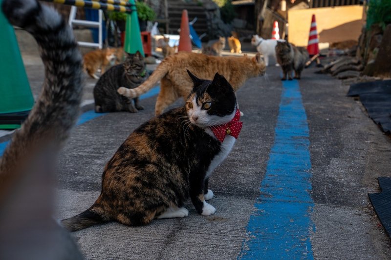 猫島 愛媛県 へ行ってきた話 たつのん Note 猫島 愛媛県 へ行ってきた話 たつのん Note