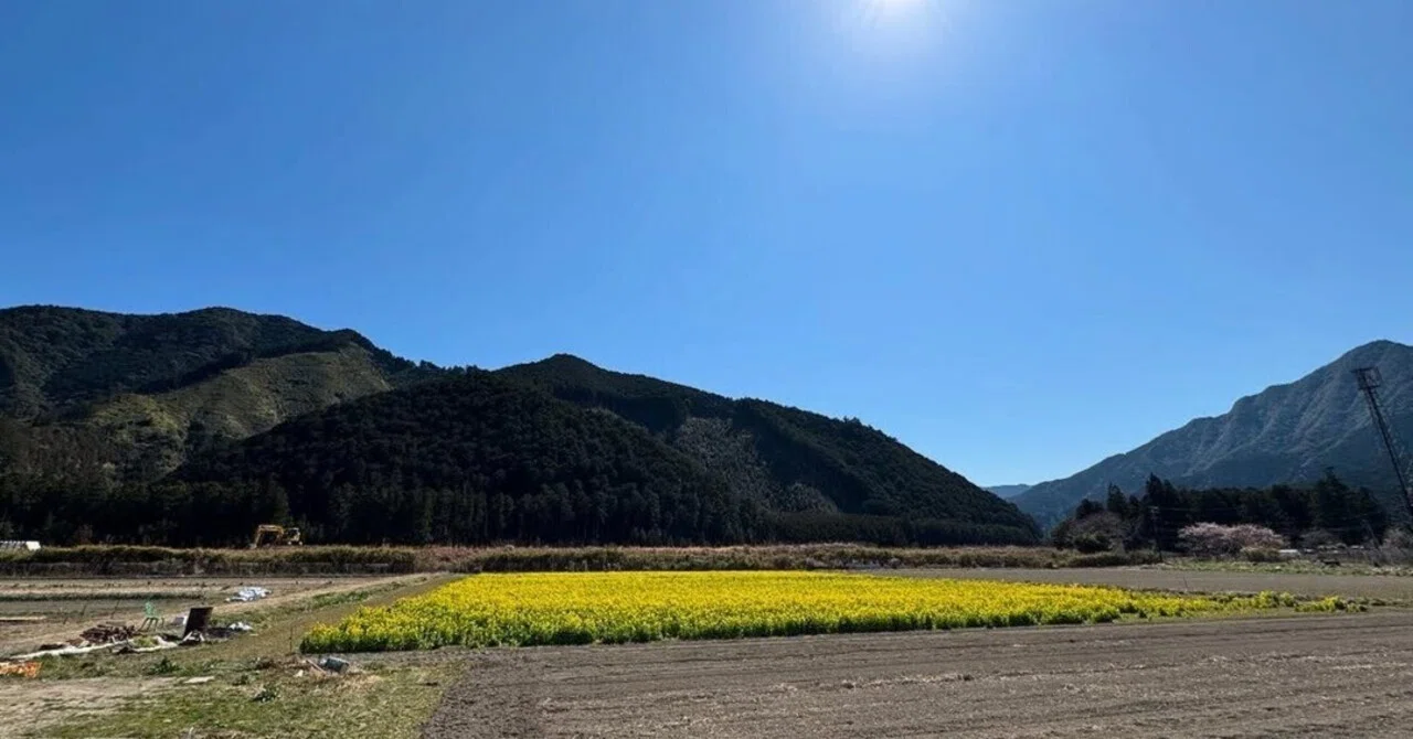 初春の｢“かかし農園”の菜の花 2025」(三重県北牟婁郡紀北町)【紀伊半島