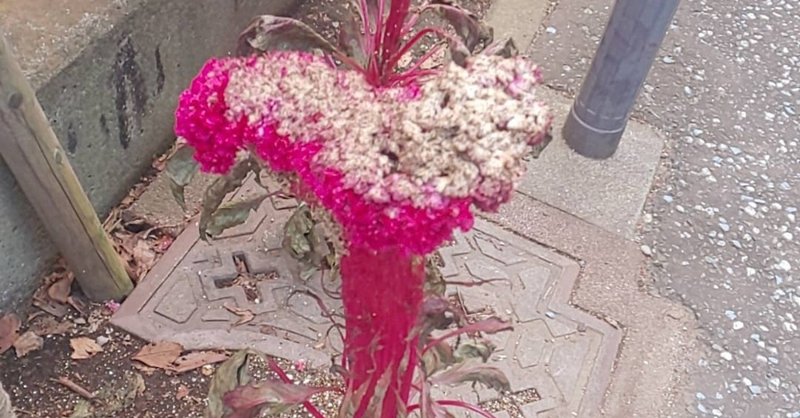 アスファルトに咲く花に目を向けてみる 未苑真哉 Misonomaya Note