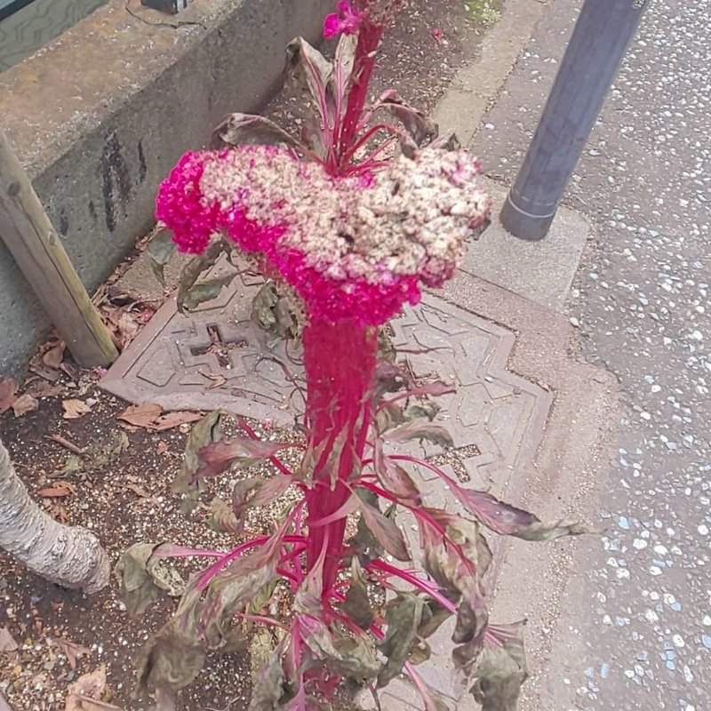 アスファルトに咲く花に目を向けてみる 未苑真哉 Misonomaya Note アスファルトに咲く花に目を向けてみる 未苑真哉 Misonomaya Note