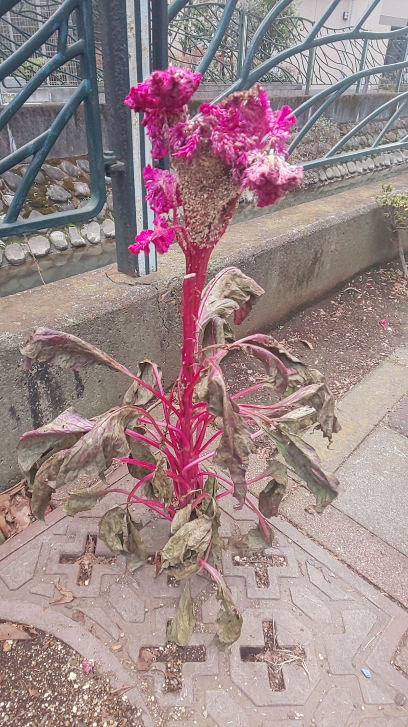 アスファルトに咲く花に目を向けてみる 未苑真哉 Misonomaya Note