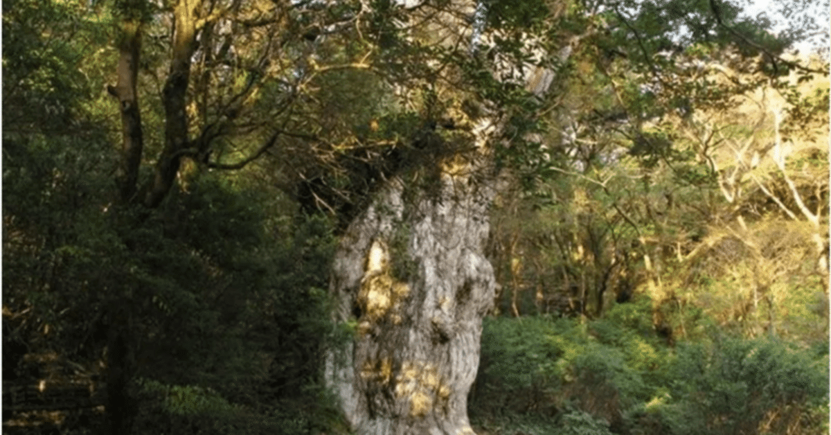 屋久杉置物、縄文杉の近く 屋久杉置物、縄文杉の近く
