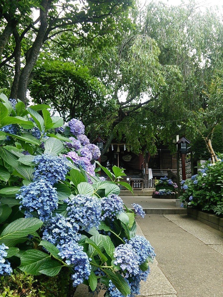 白山神社と紫陽花
青色が綺麗ですが、少し褪せて見えるのは雨不足か盛りを過ぎたのか？