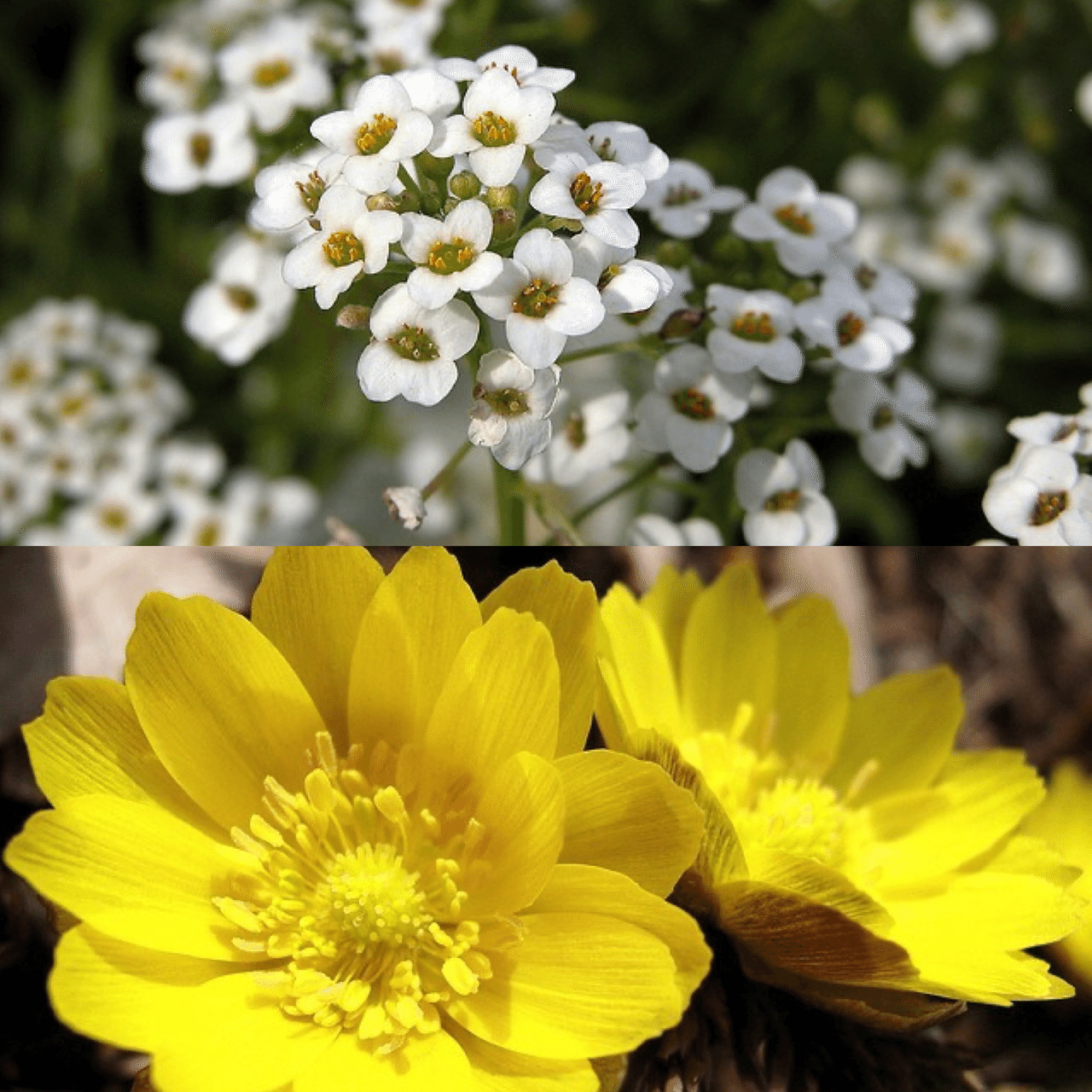 1月12日お誕生日の方おめでとうございます 今日の誕生花の花言葉は スイートアリッサム 優美 美しさに優る価値 フクジュソウ 幸せを招く 永久の幸福 悲しき思い出 今日も素敵な1日になりますよ Monstera18 Note