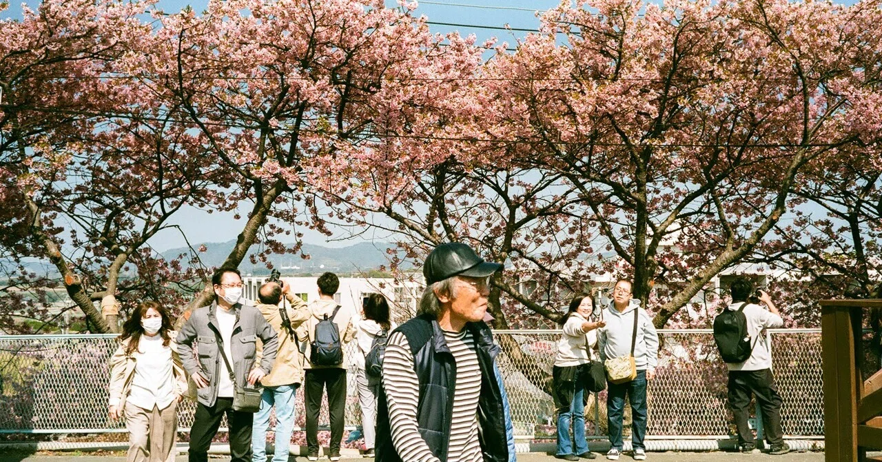 フィルムで巡る三浦海岸桜祭り｜Yuya