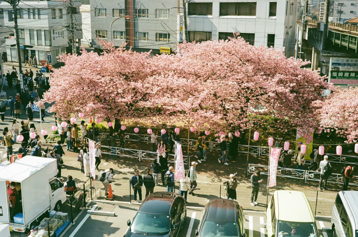 フィルムで巡る三浦海岸桜祭り｜Yuya