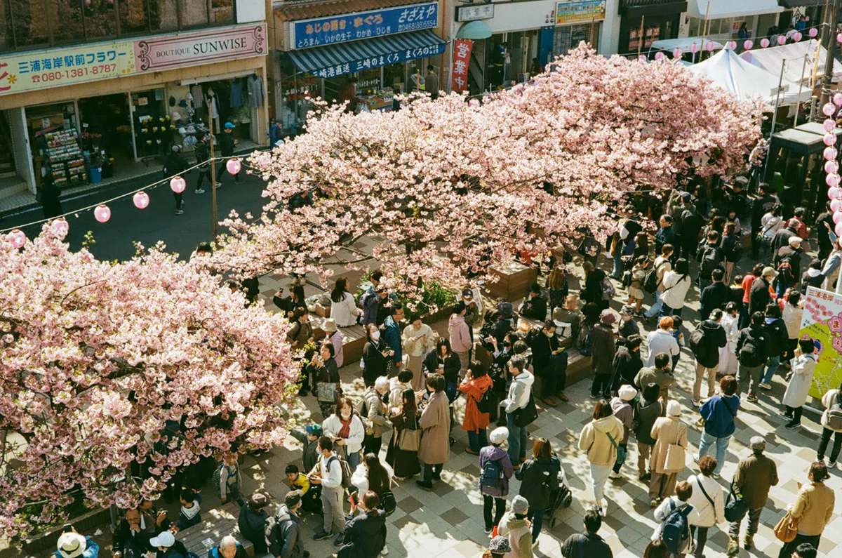 フィルムで巡る三浦海岸桜祭り｜Yuya