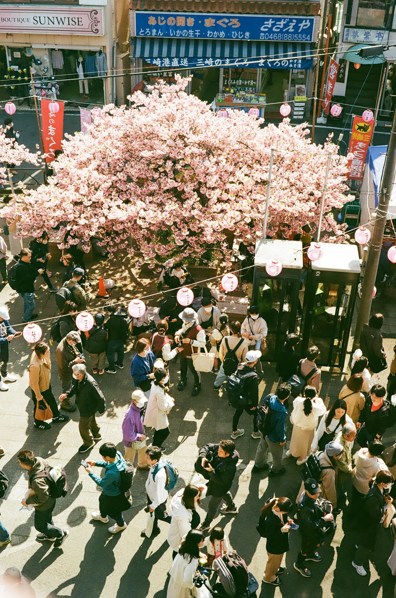 フィルムで巡る三浦海岸桜祭り｜Yuya