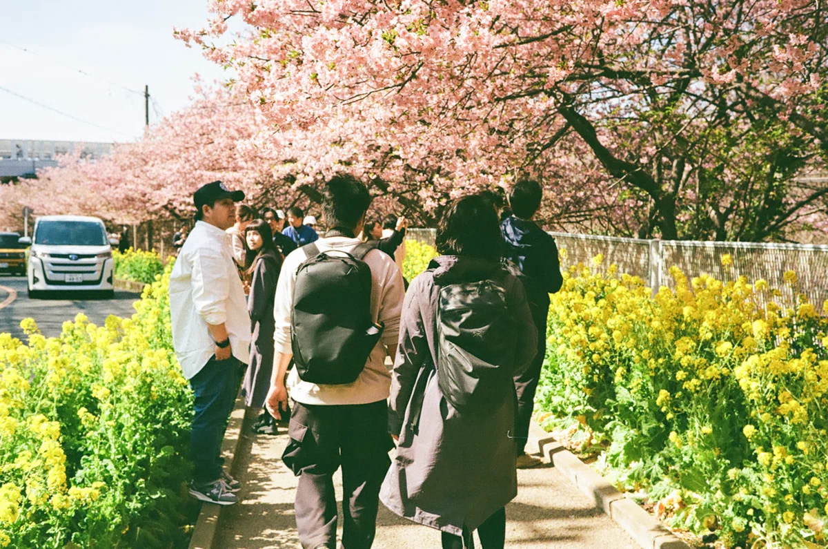 フィルムで巡る三浦海岸桜祭り｜Yuya