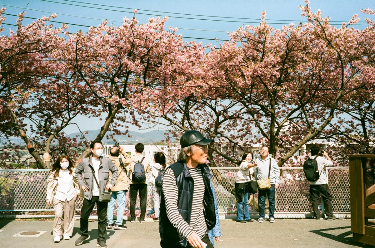 フィルムで巡る三浦海岸桜祭り｜Yuya