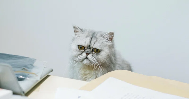 ΦωΦ)ペルシャにゃんこ(ΦωΦ)♥しろくまちゃんちの仔猫ちゃん♥猫 （猫の 