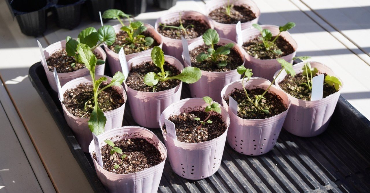 手作りスリット鉢の根張り実験｜うつ畑