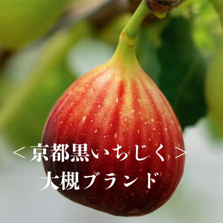 日本の長寿村・短命村」｜＜ 京都黒いちじく ＞ おおつき農園