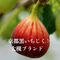 < 京都黒いちじく > おおつき農園