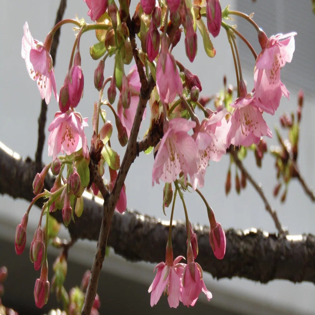 ぽっぺのひとりごと（83）河津桜は一分咲き＆野鳥さんこんにちは