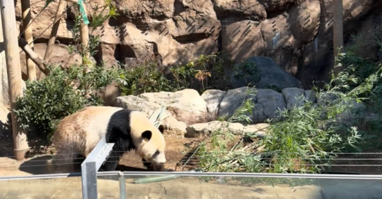 上野 動物園 パンダ 並び方