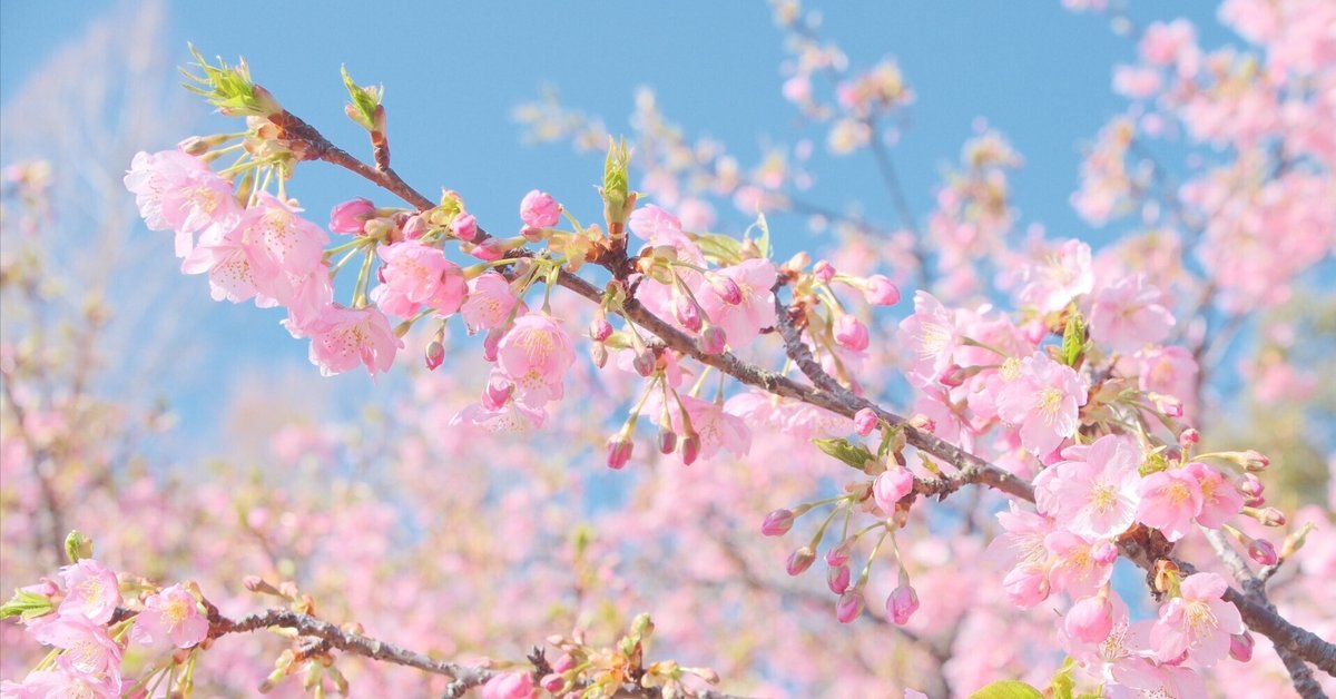 河津桜をもう少し ｜シェル