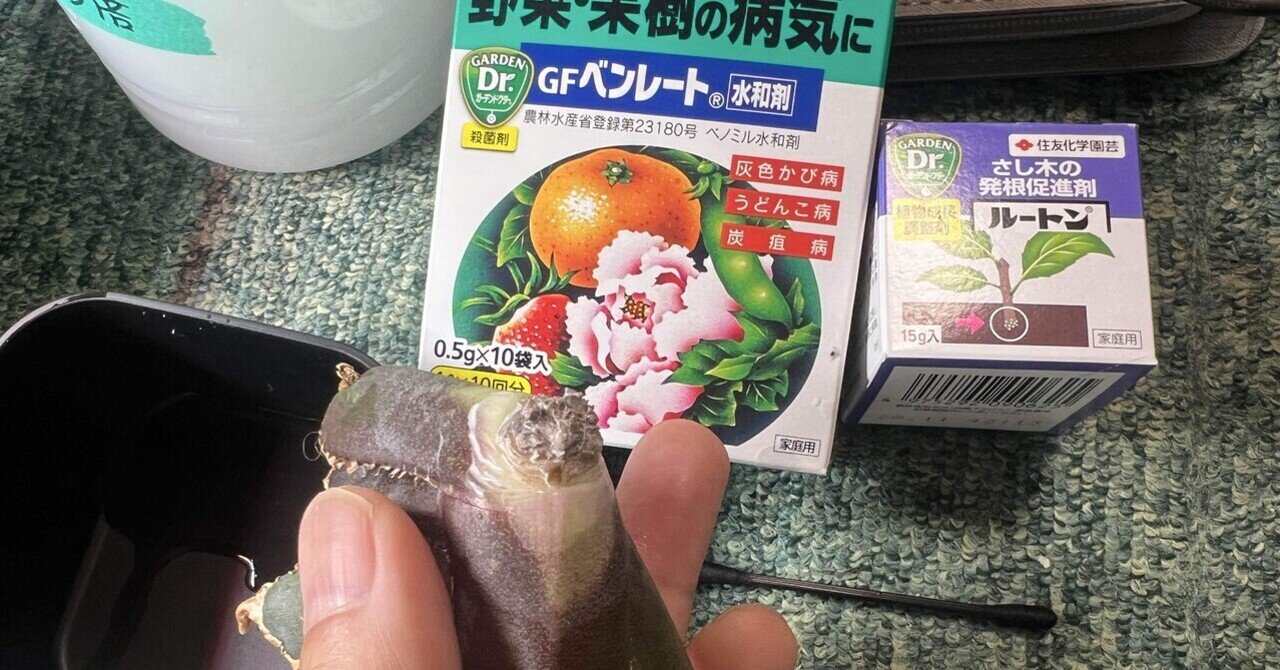 【特大株】アガベ　コロラータ　発根管理中 ホントに苦労する大きめアガベの発根管理 | つべるふブログ 多肉