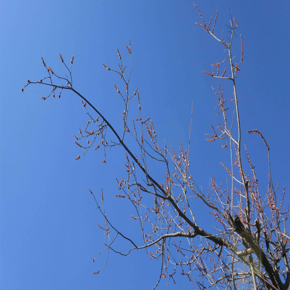 サピックス新4年新学年入室・組分けテスト　2025年　原本❗️ 最新2025年原本！サピックス新5年現4年新学年入室・組分けテスト成績