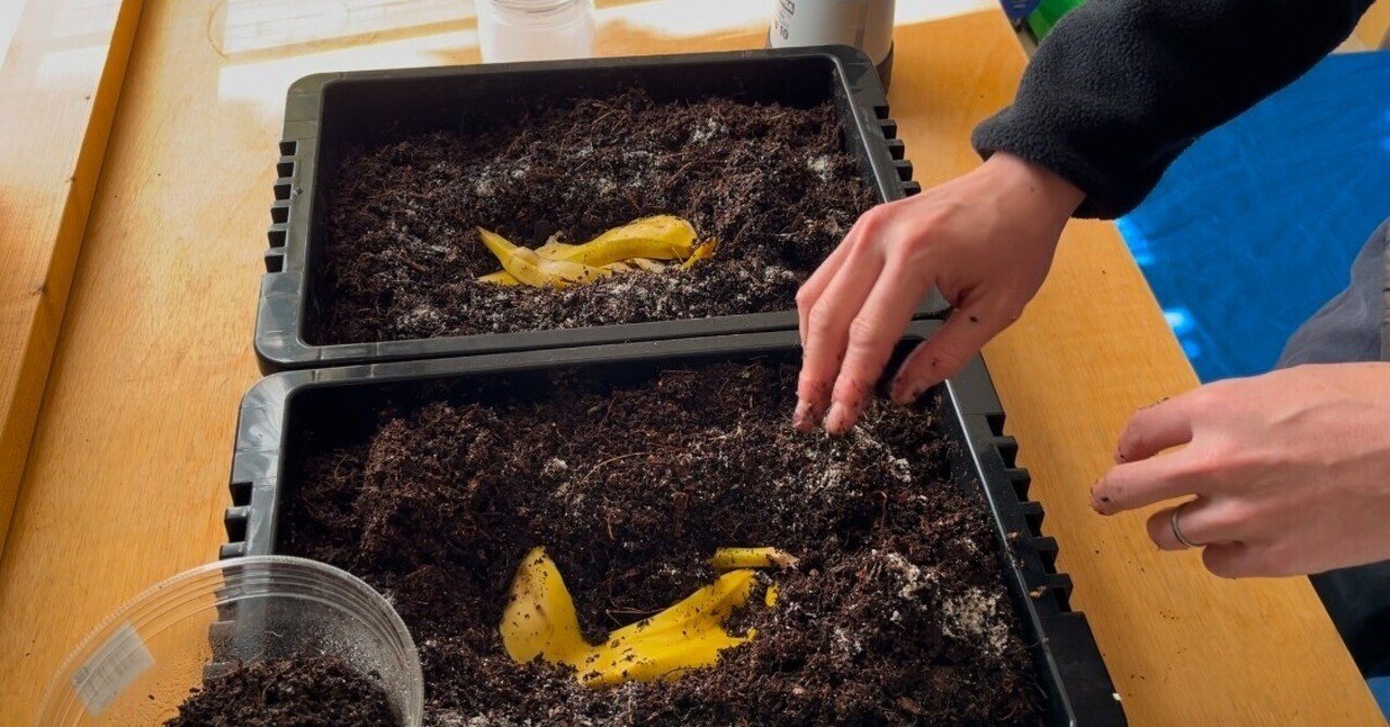 生き餌　堆肥作り　生ごみ処理　シマミミズ　1キログラム 家庭用生ごみ処理容器（ミミズコンポスト） 金子みみずちゃんの