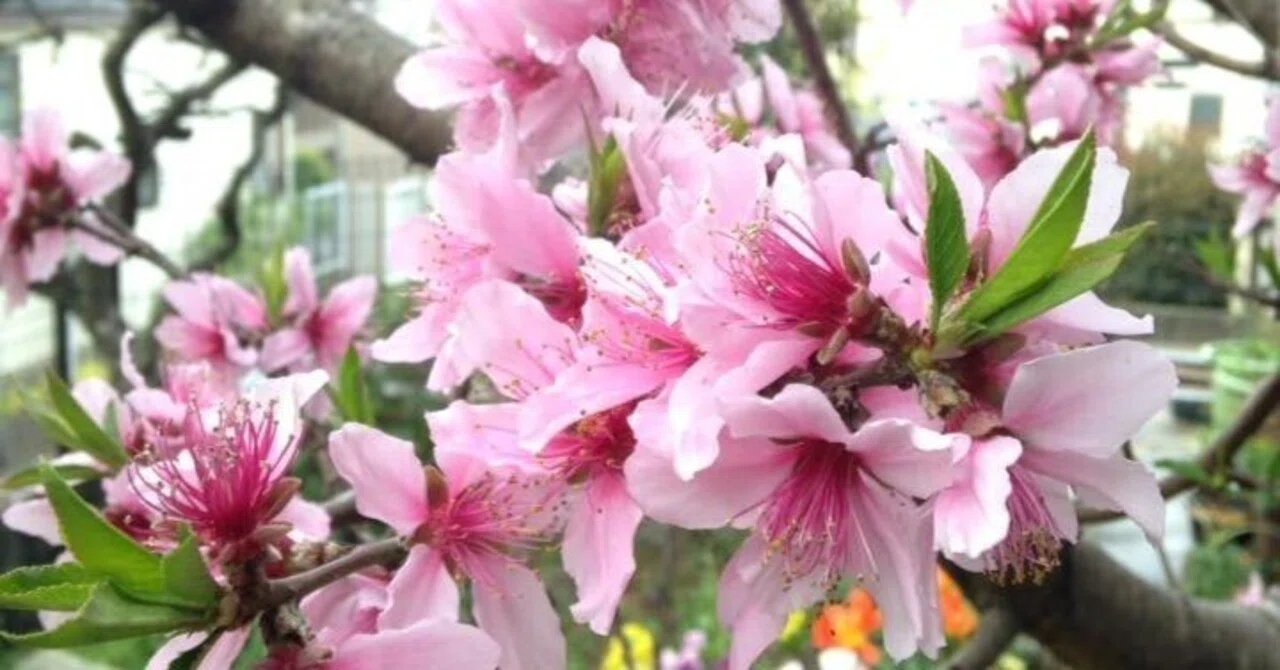 すもももももももものうちではなく、 花の名は。Vol.37｜新井裕之