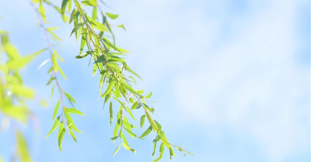 Shin Kokin (74) Through the gaps in the white clouds, the green willows ...