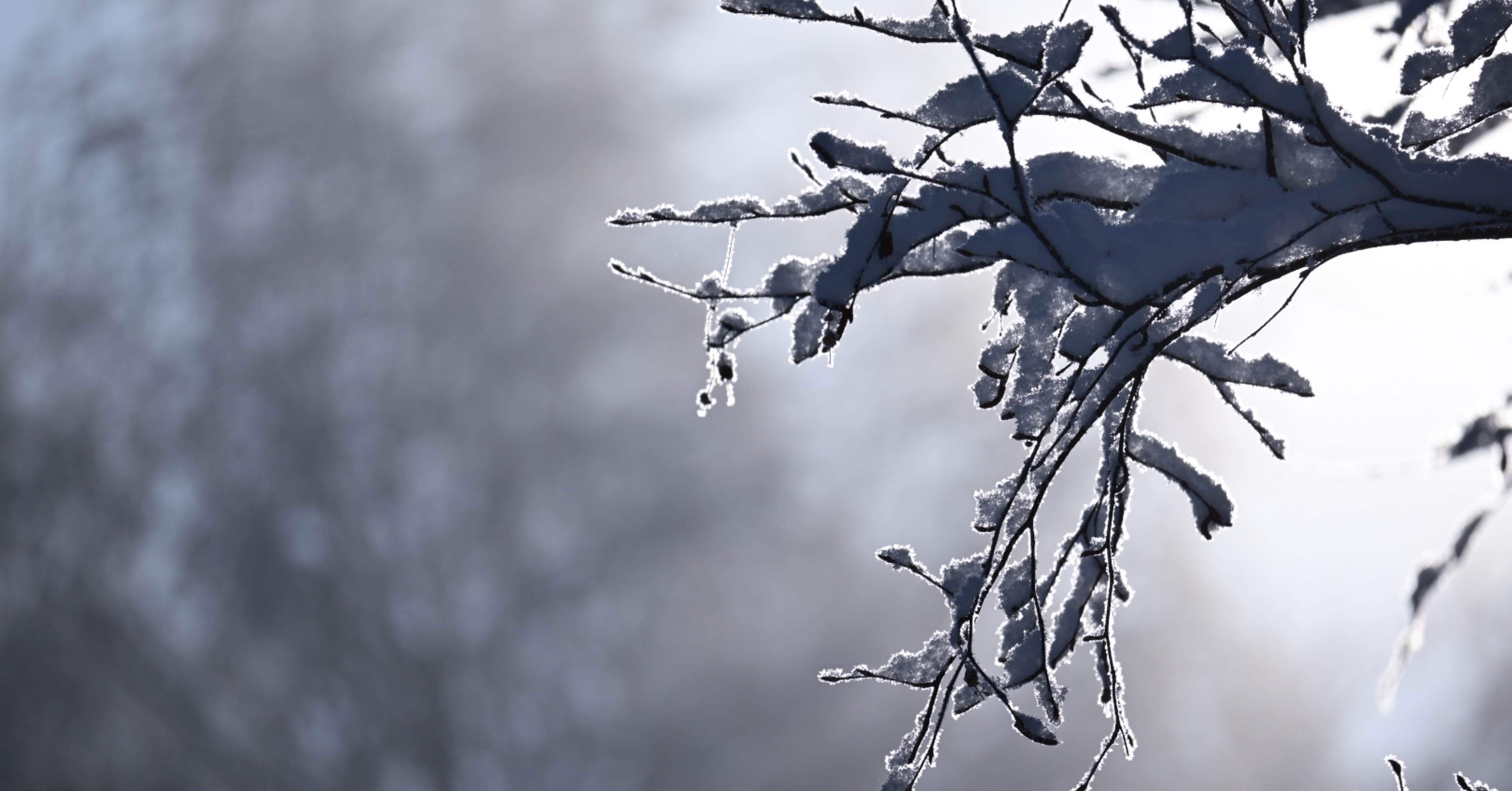 NIKON Zfcで冬の写真@美瑛・富良野｜s r