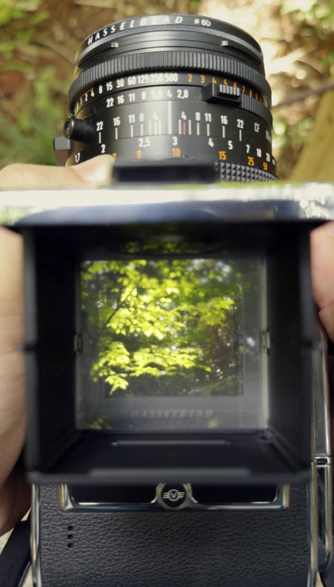 新緑の頃🌱【 503CW+CFV 100C +CF80mm】（Hasselblad）※POV動画を作り
