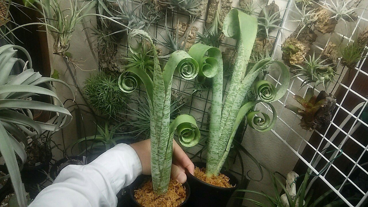 チランジア タンクブロメリア入荷リスト 1 10 Nature Garden 神田 Note チランジア タンクブロメリア入荷リスト 1 10 Nature Garden 神田 Note