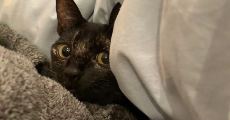 片岡信和のトリセツ 猫 片岡信和からの声のお便り Note