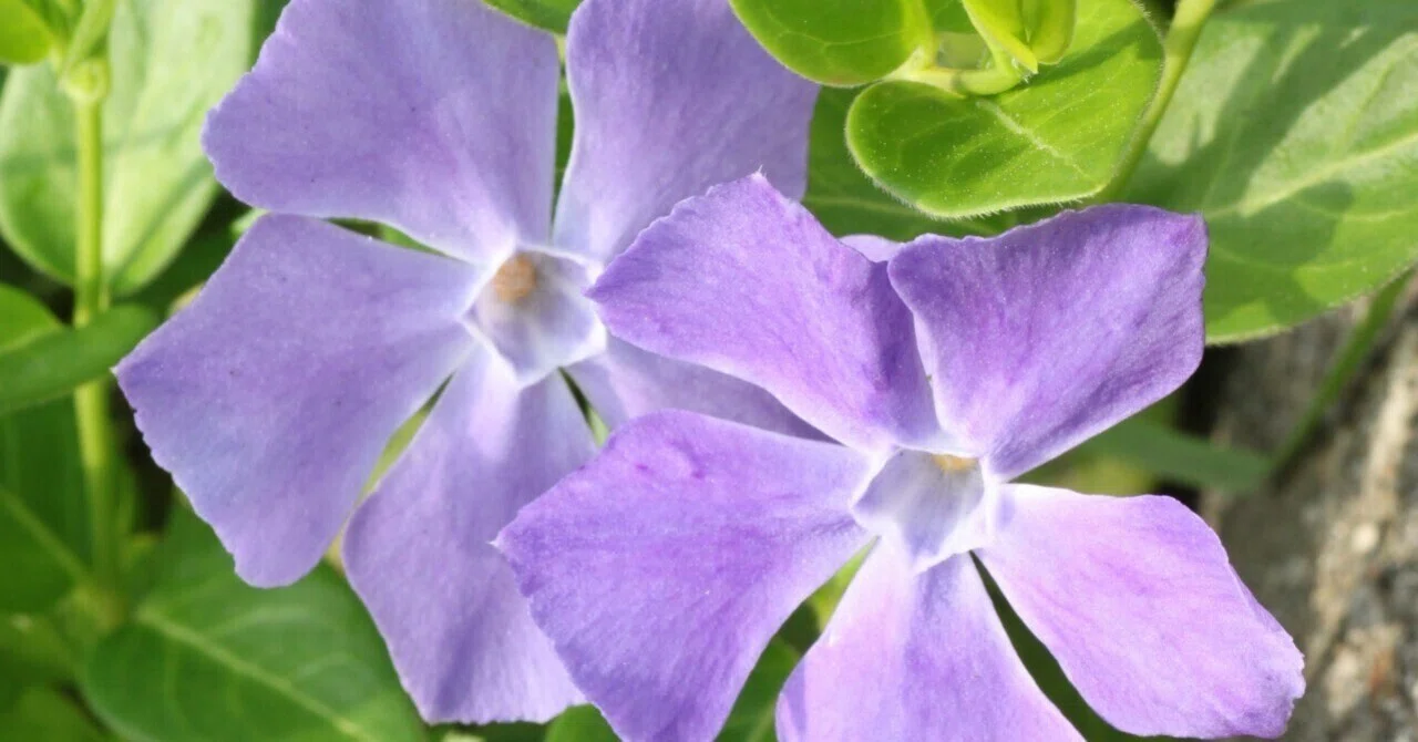 Vinca and Former Vinca: What