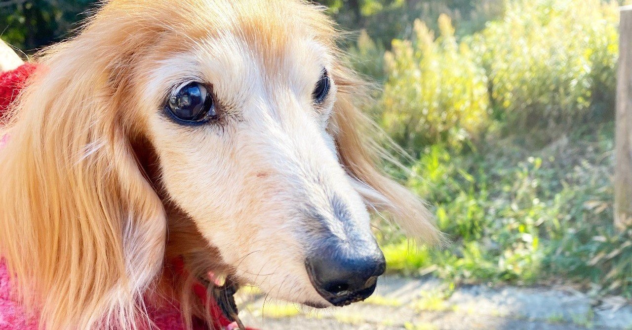 我が家のアイドル犬も 虹の橋を渡ってしまった のんにゃん Note 我が家のアイドル犬も 虹の橋を渡ってしまった のんにゃん Note
