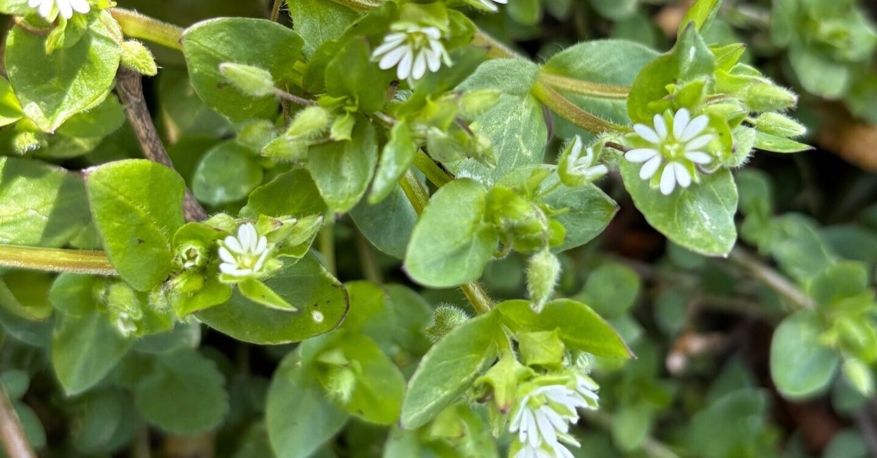 katieページ　「野に咲く草花」 野に咲く花は美しいです｜園芸日記by染ちゃん｜みんなの趣味の