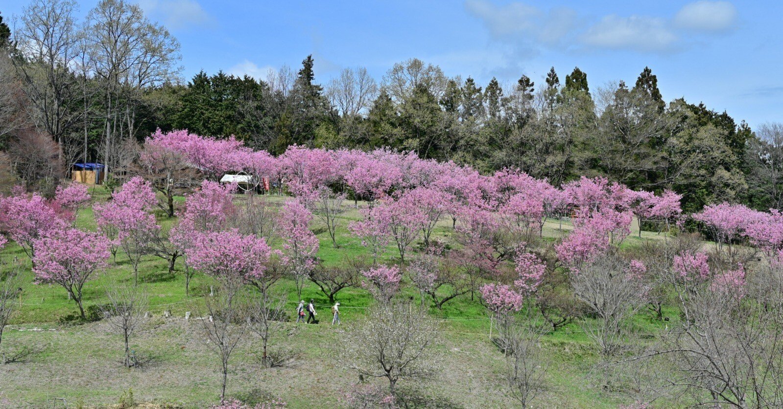 桜李ページ 一年中桜に出会える町」を目指して｜寄居まちづくりNOTE