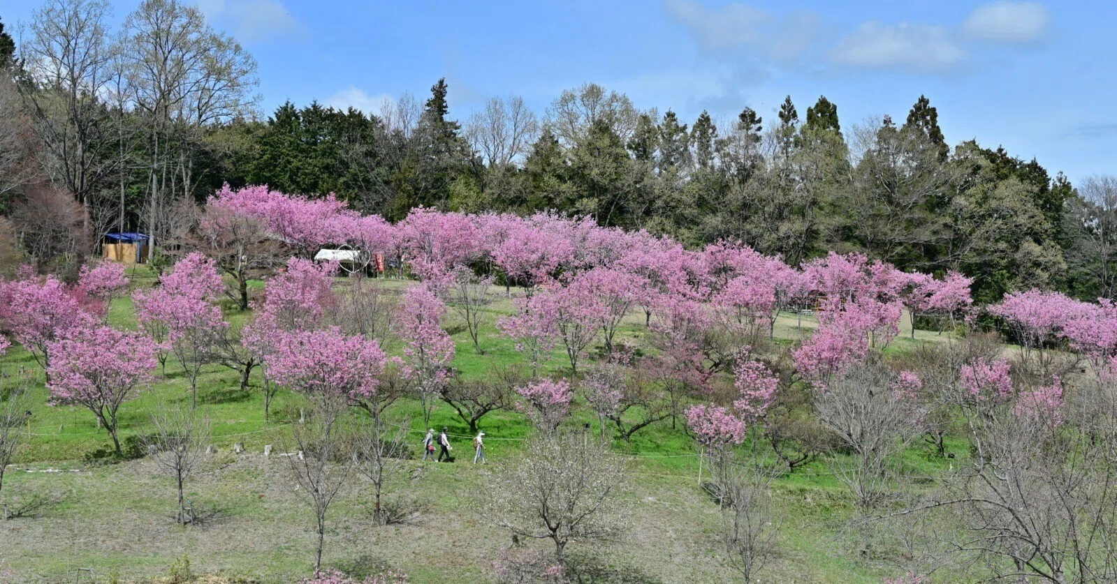 一年中桜に出会える町」を目指して｜寄居まちづくりNOTE