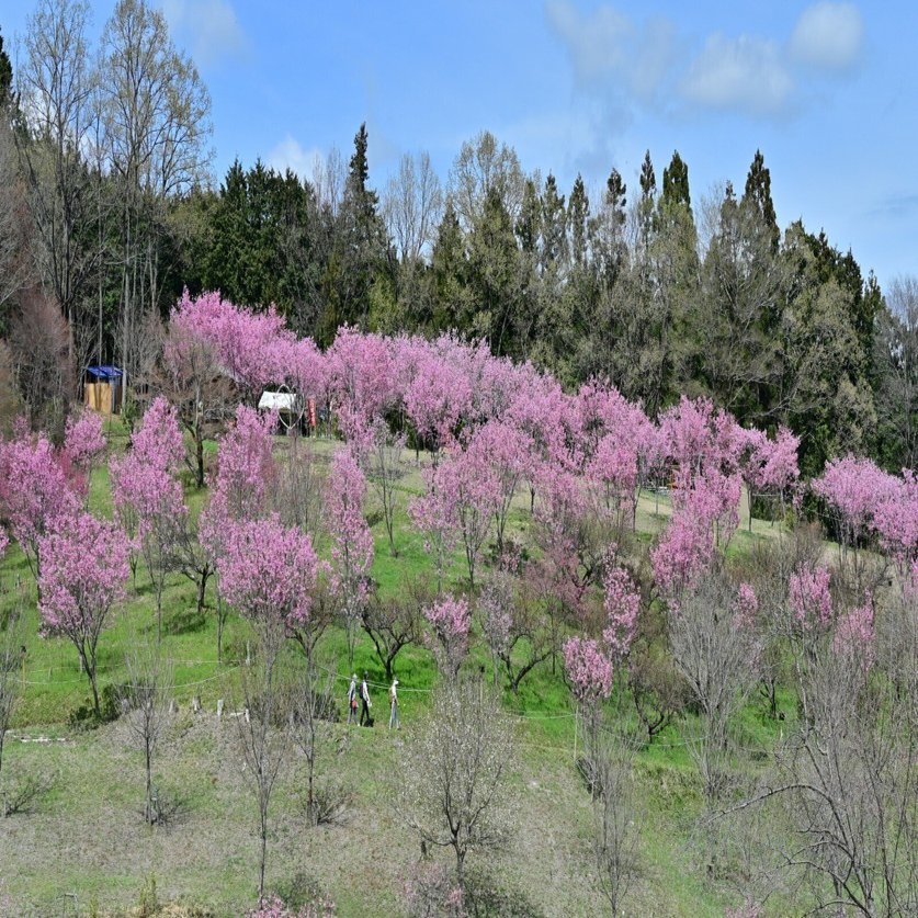 一年中桜に出会える町」を目指して｜寄居まちづくりNOTE