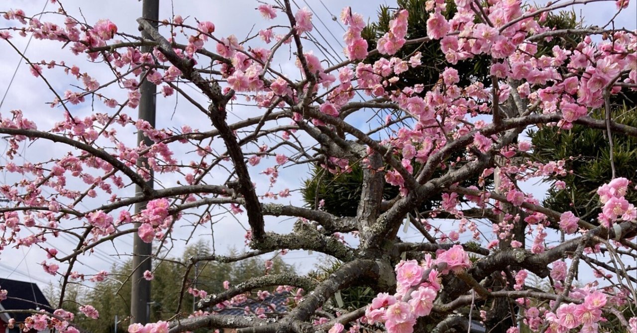 Amazon.co.jp: 庭木：しだれ梅（紅梅）桃花* 樹高：約100cm