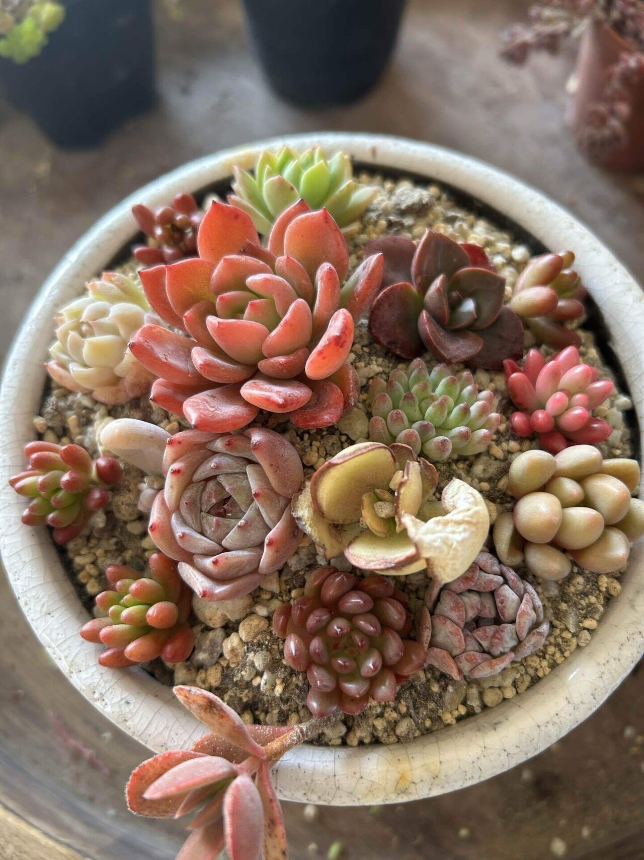 多肉植物抜き苗セット②