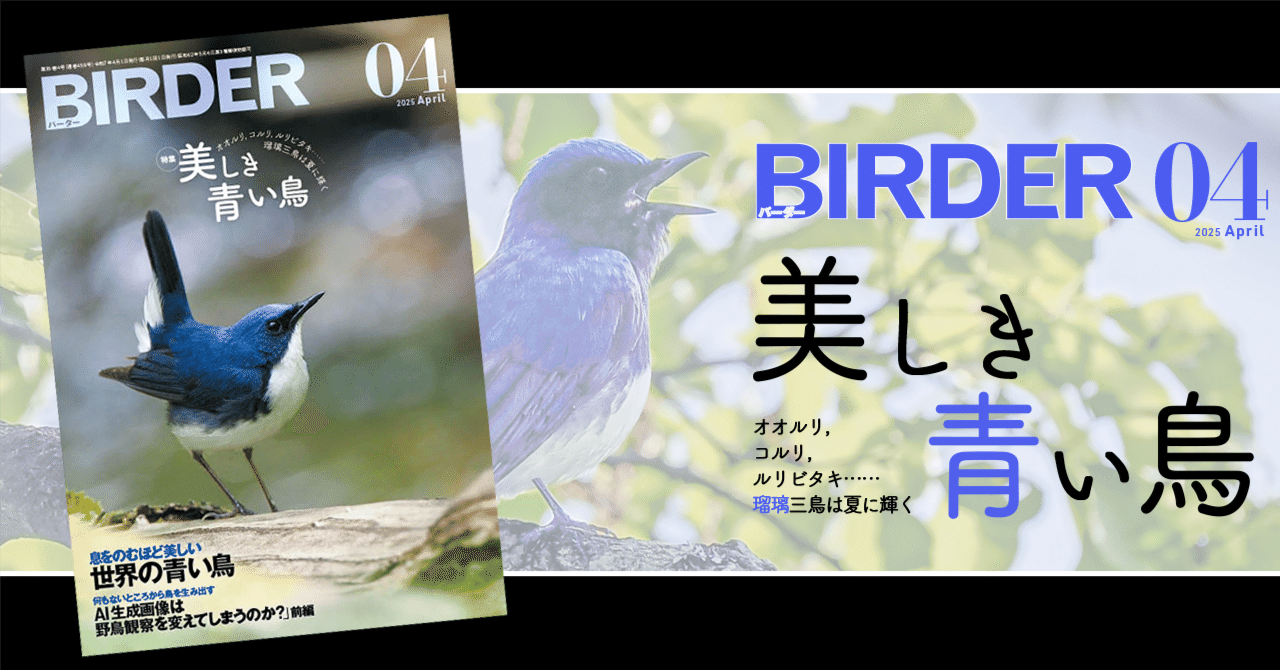 BIRDER4月号の見どころ｜ブンイチ（文一総合出版）